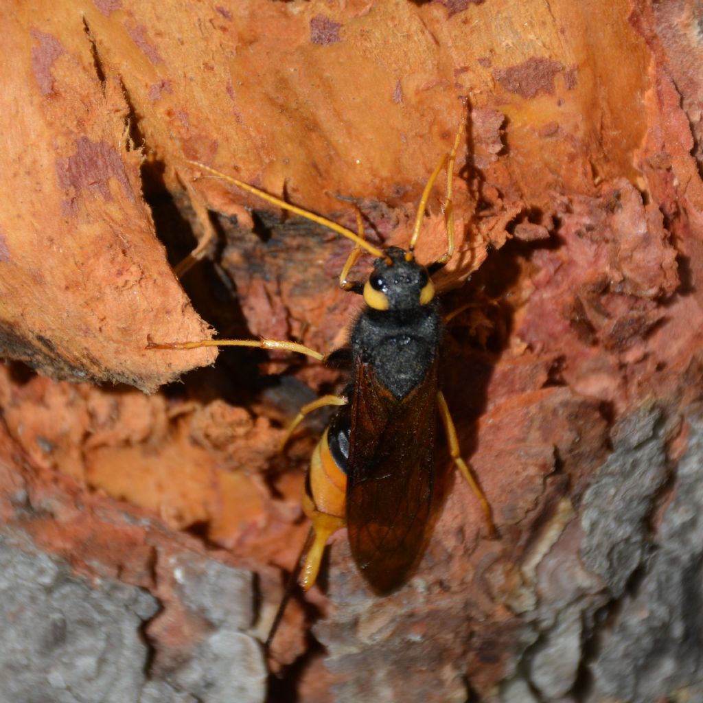 Tremex fuscicornis? no, Urocerus gigas